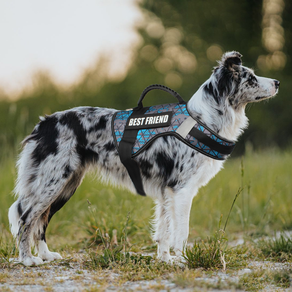 Custom Dog ID Tags For Harness – обзор и цена Sewing Labels